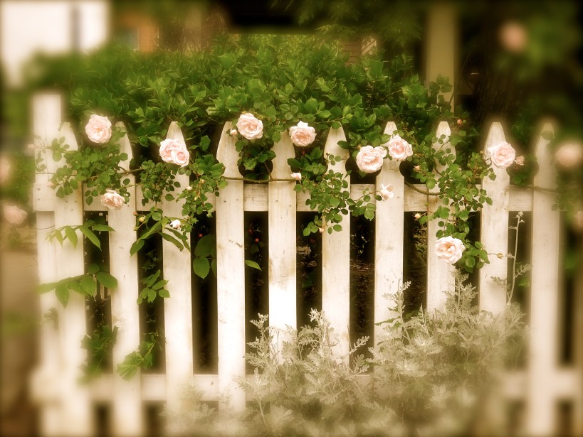 Roses on Mother's Day