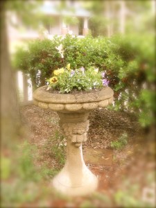 Pansies (Don't worry - we have two more birdbaths)