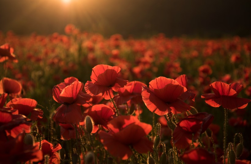 Flowers Red poppies blossom on wild field.